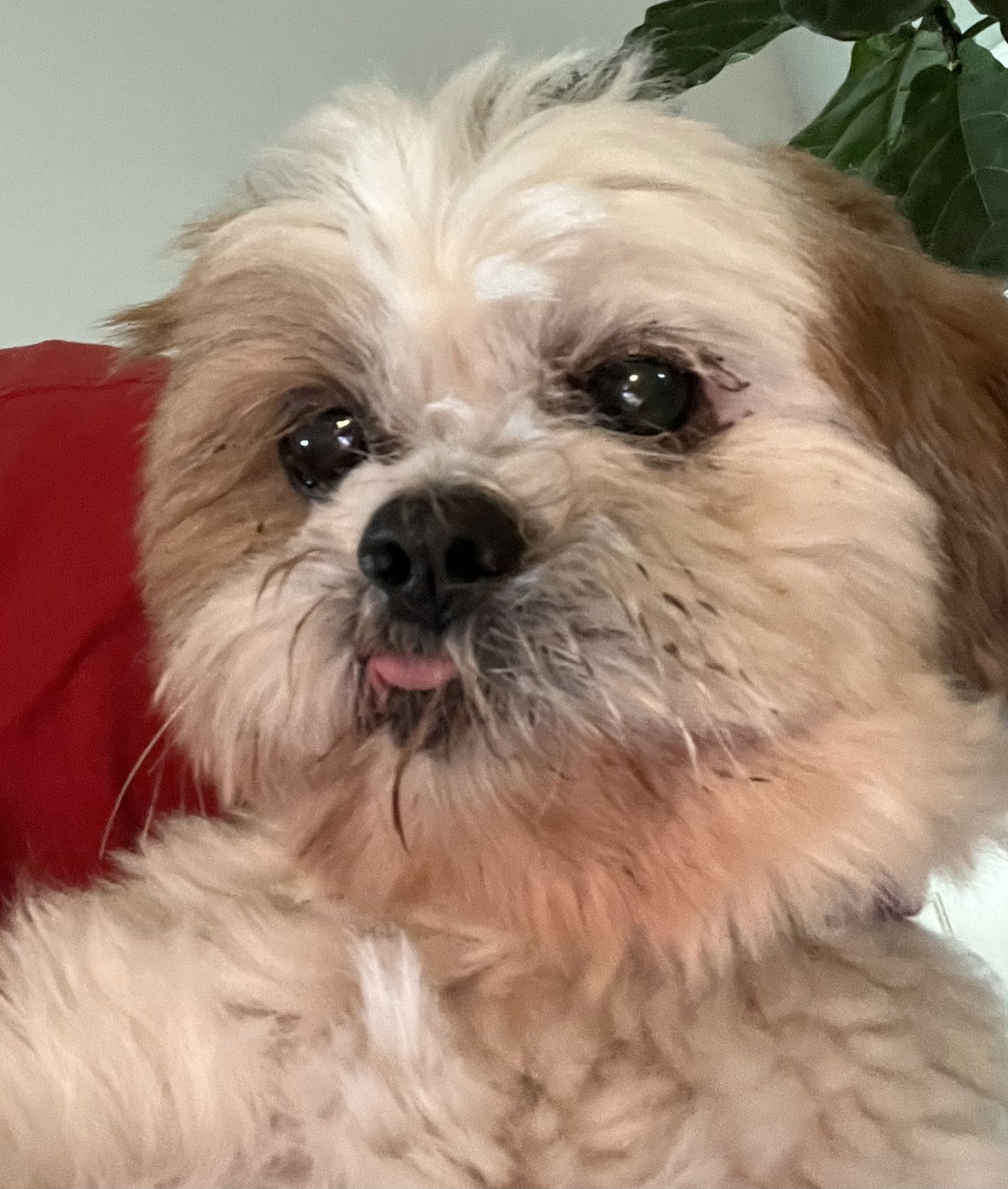 Bentley Small Shih Tzu (medium coat) Male