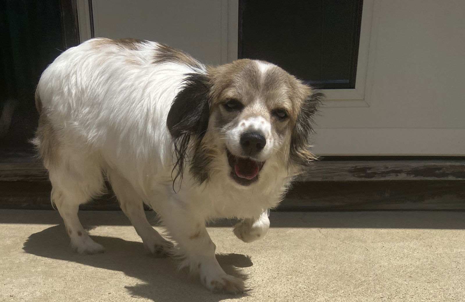 Charlotte Small Cocker Spaniel / Shih Tzu (medium coat) Female