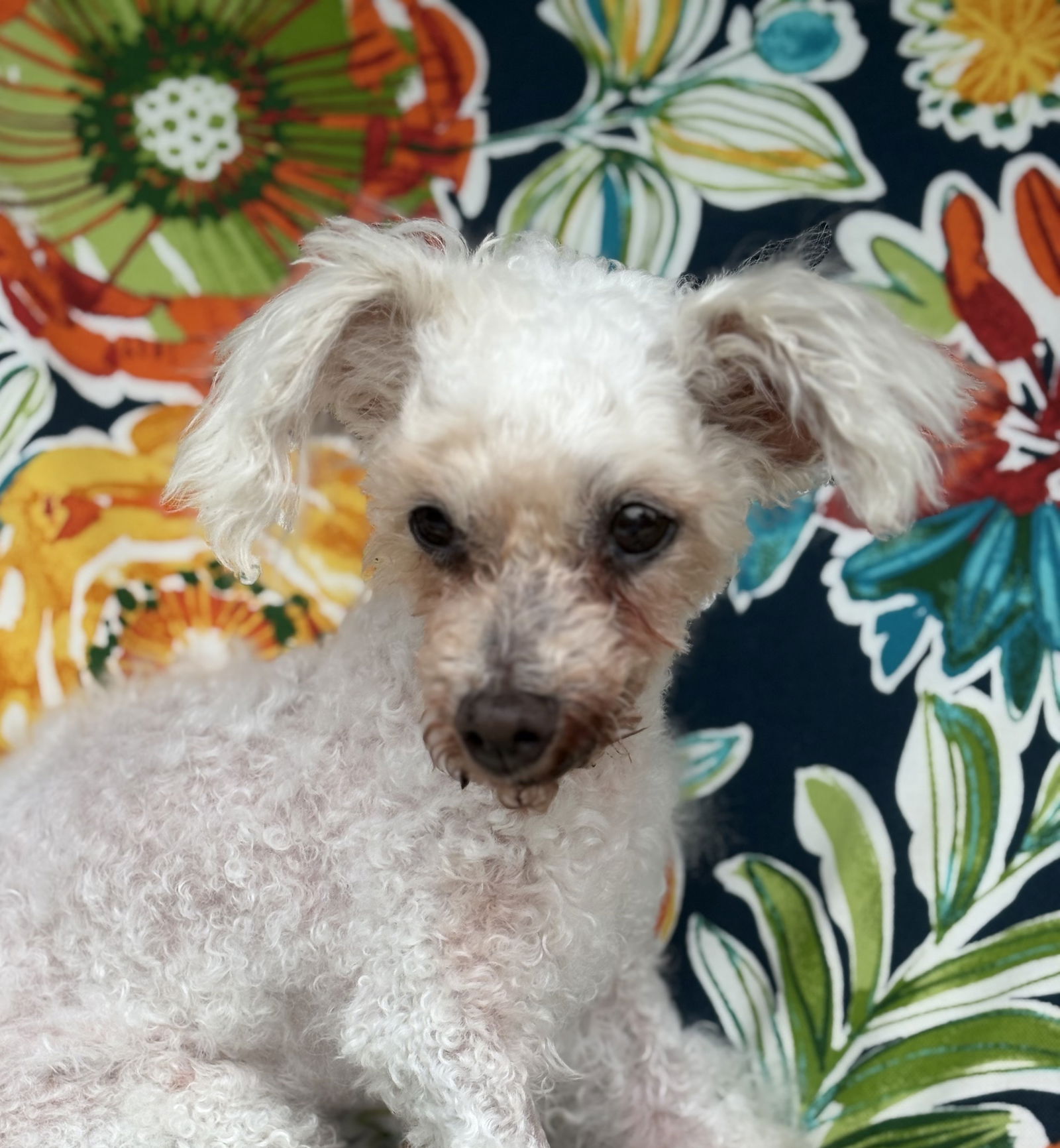 Tinker Bell Small Poodle (Toy) (long coat) Female