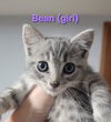 adoptable Cat in , IL named Bean