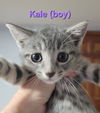 adoptable Cat in , IL named Kale