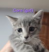 adoptable Cat in , IL named Corn