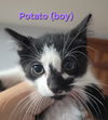 adoptable Cat in , IL named Potato & Spinach (bonded pair)