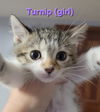 adoptable Cat in , IL named Turnip