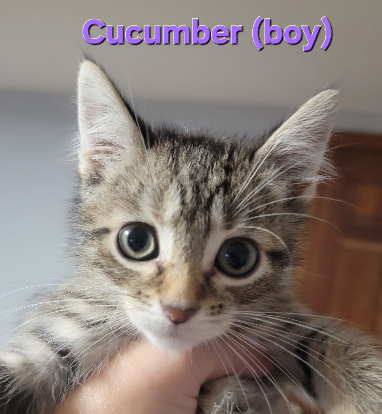 adoptable Cat in Wheaton, IL named Cucumber