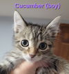 adoptable Cat in , IL named Cucumber