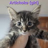 adoptable Cat in , IL named Artichoke