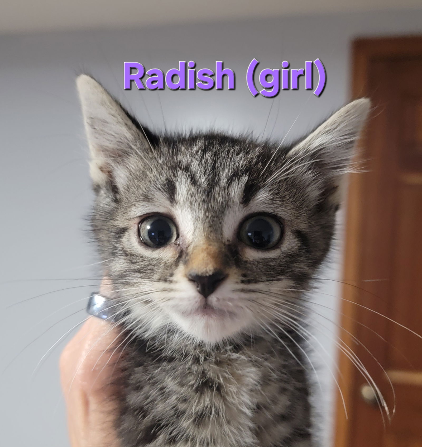 adoptable Cat in Wheaton, IL named Radish