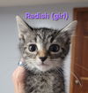 adoptable Cat in , IL named Radish