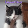 adoptable Cat in , IL named Eggplant