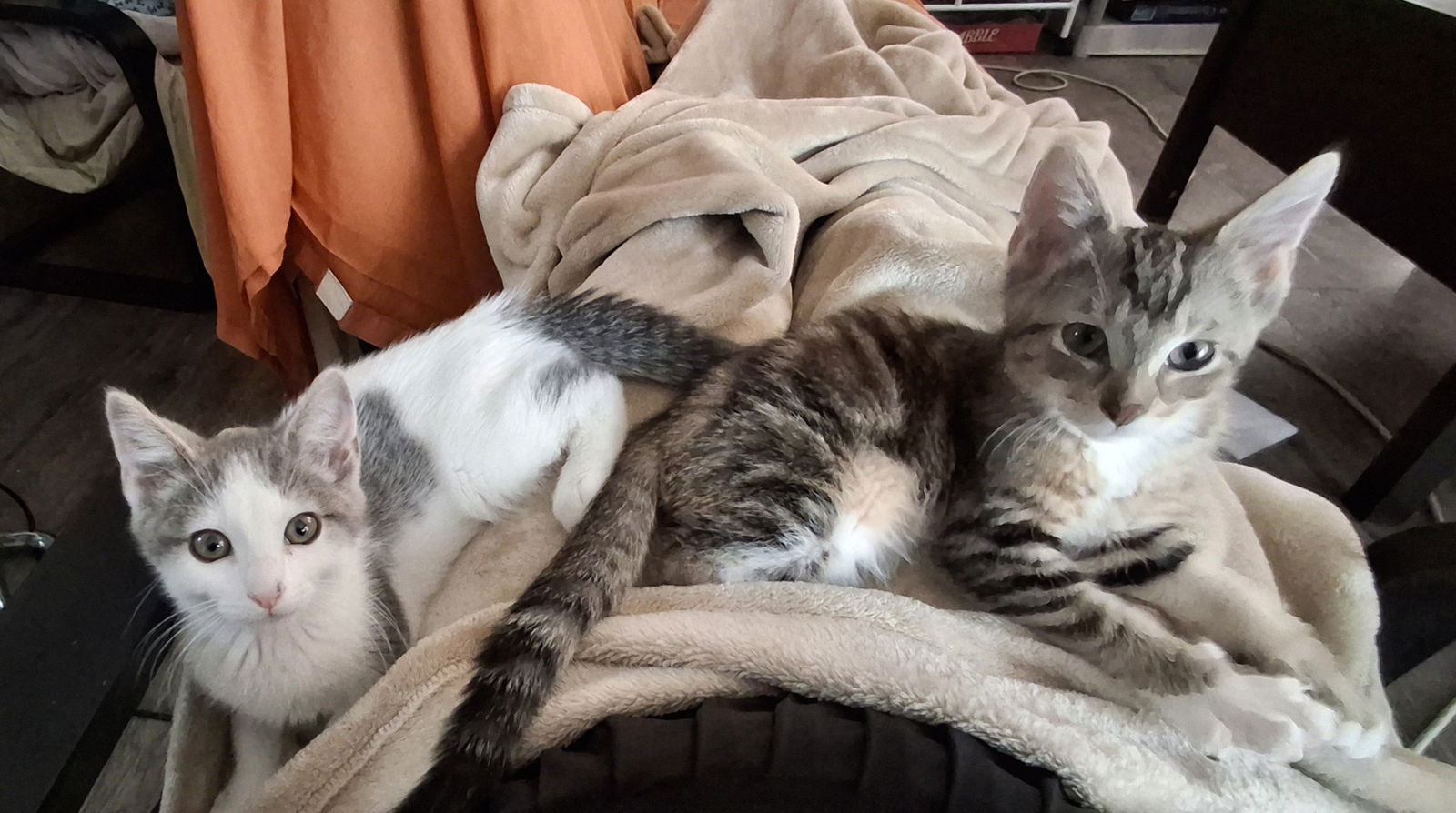 Asher and Ian (bonded pair)  Domestic Short Hair / Tabby (short coat) Male