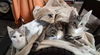 adoptable Cat in  named Asher and Ian (bonded pair)