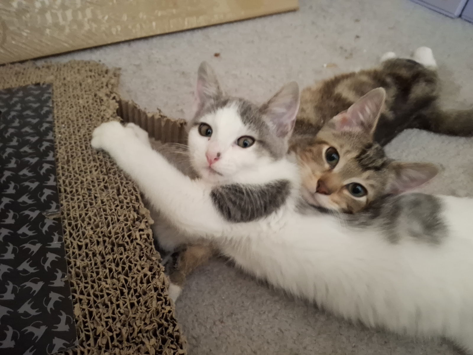 adoptable Cat in Wheaton, IL named Asher and Ian (bonded pair)