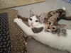 adoptable Cat in , IL named Asher and Ian (bonded pair)