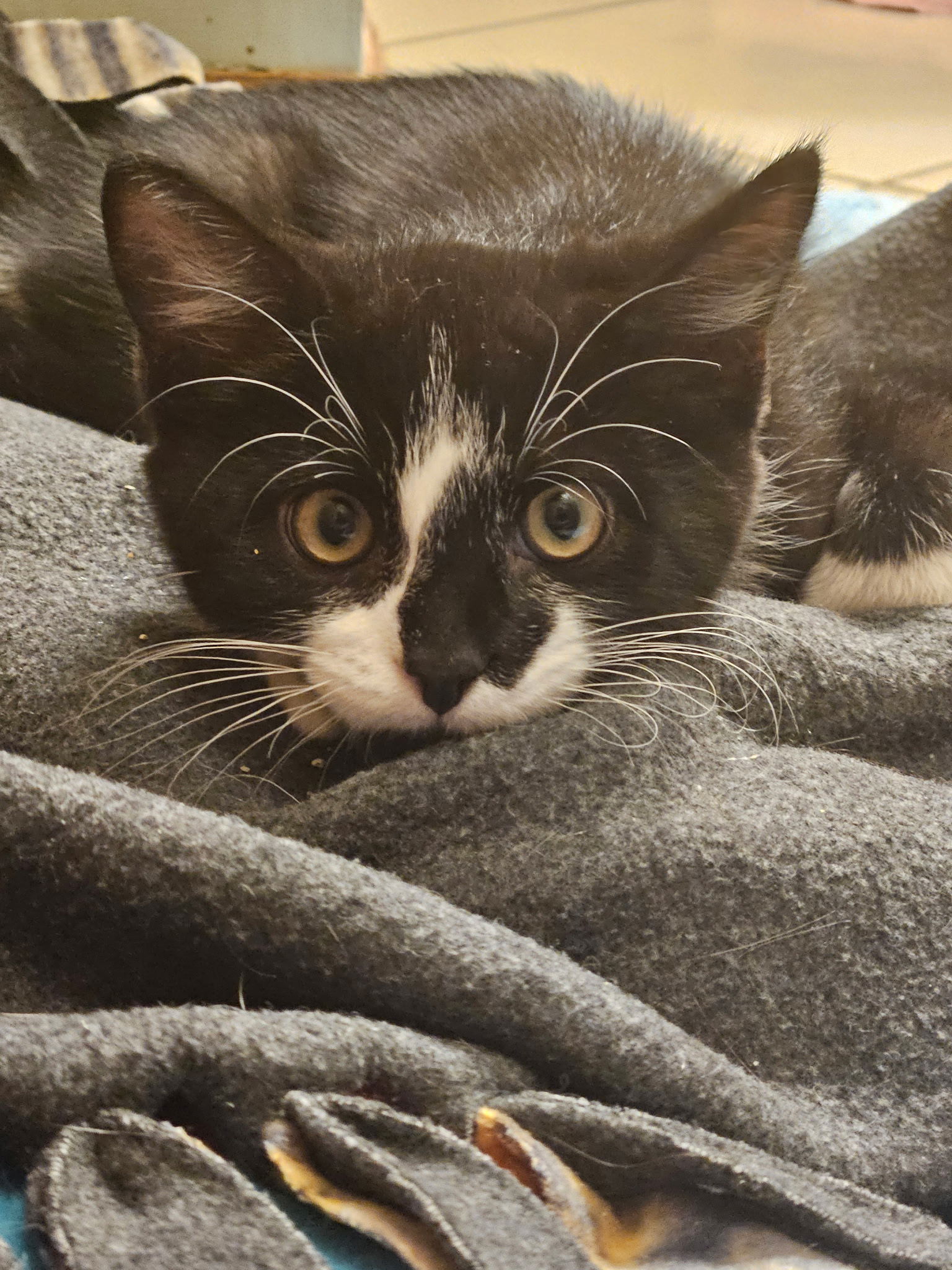 Ziggy  Domestic Short Hair (short coat) Male