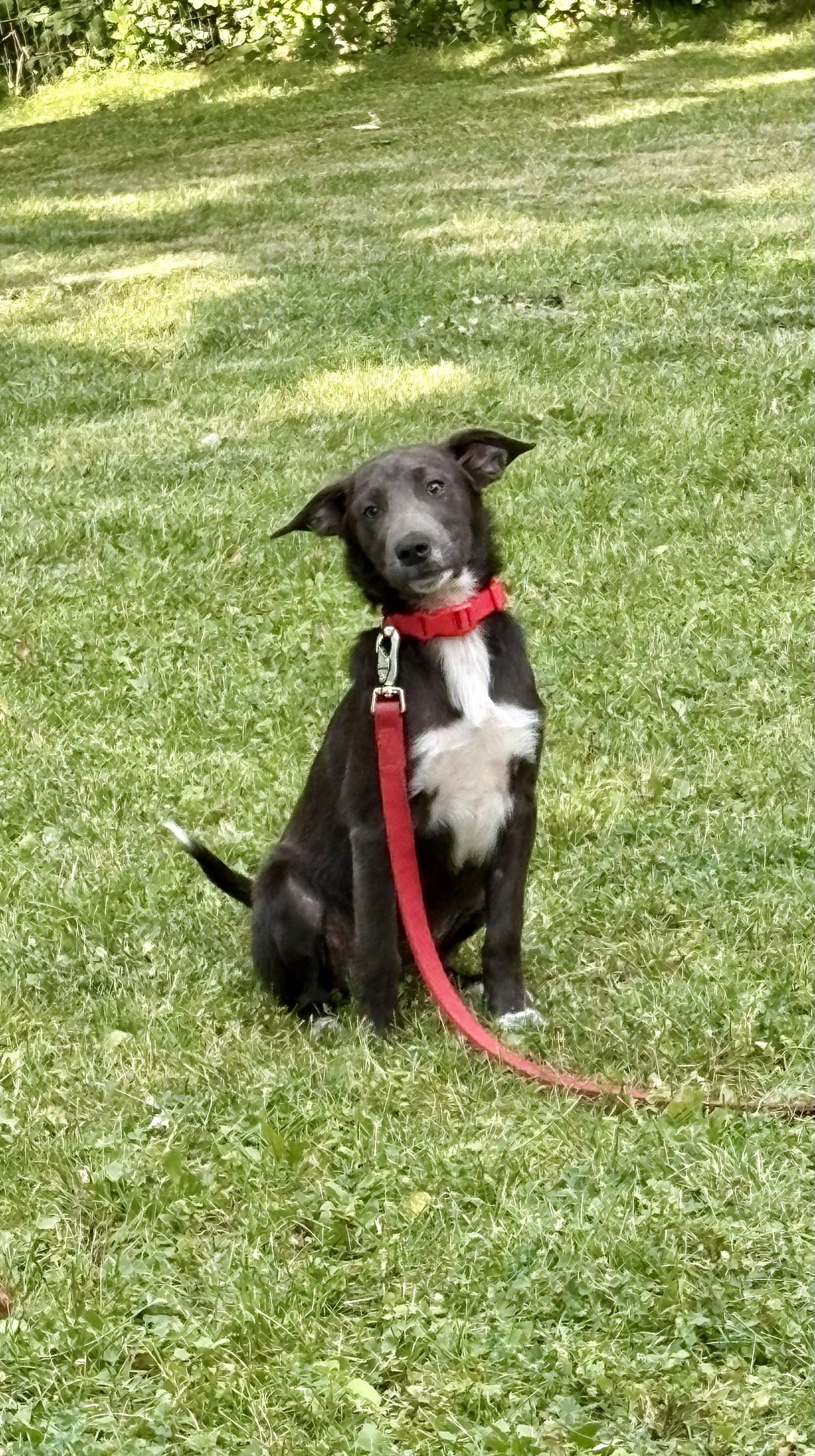 Wolfgang Medium Terrier / Mixed (medium coat) Male