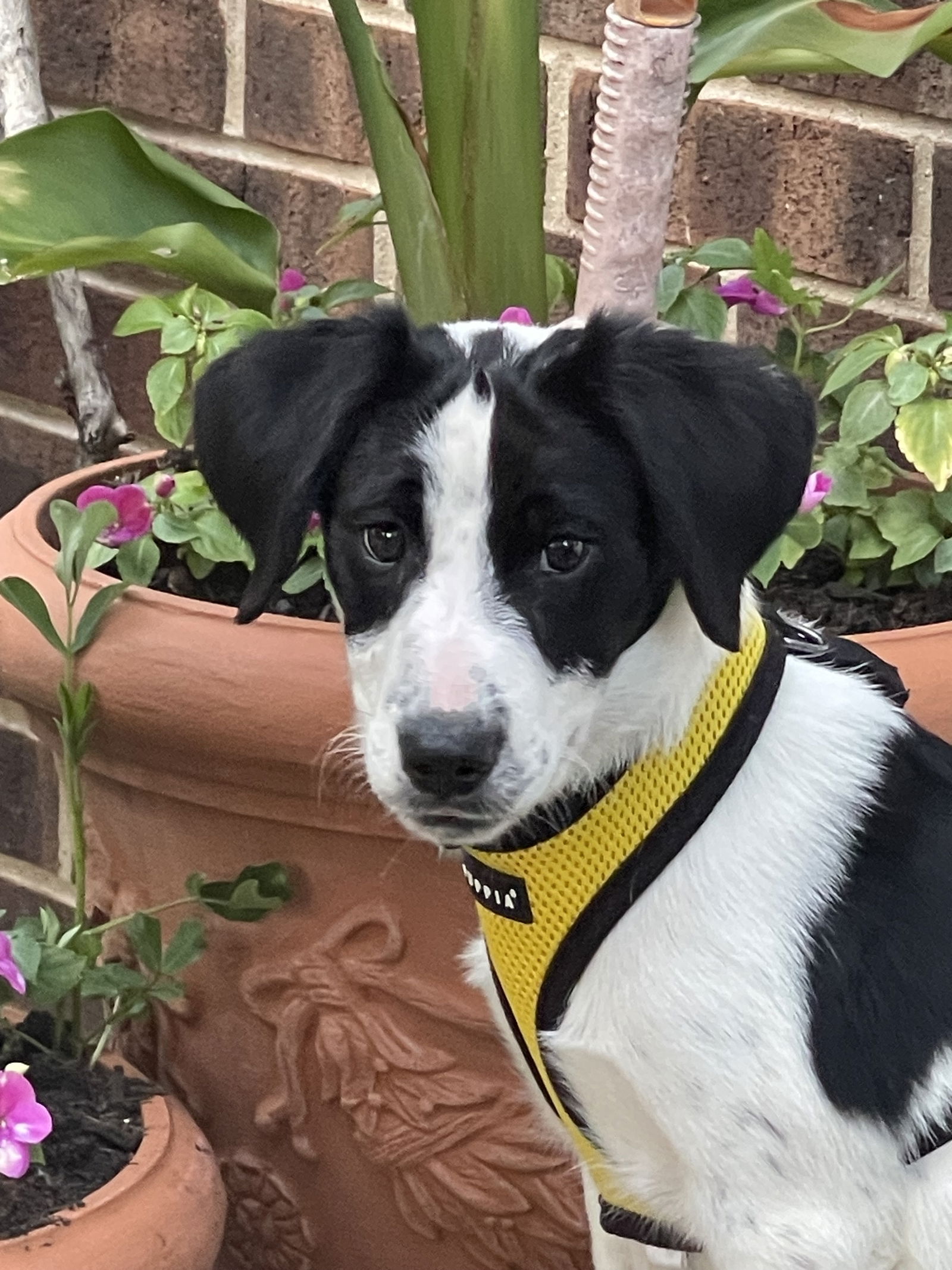 Benjamin Franklin Medium Terrier / Mixed (medium coat) Male