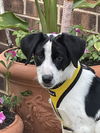 adoptable Dog in  named Benjamin Franklin