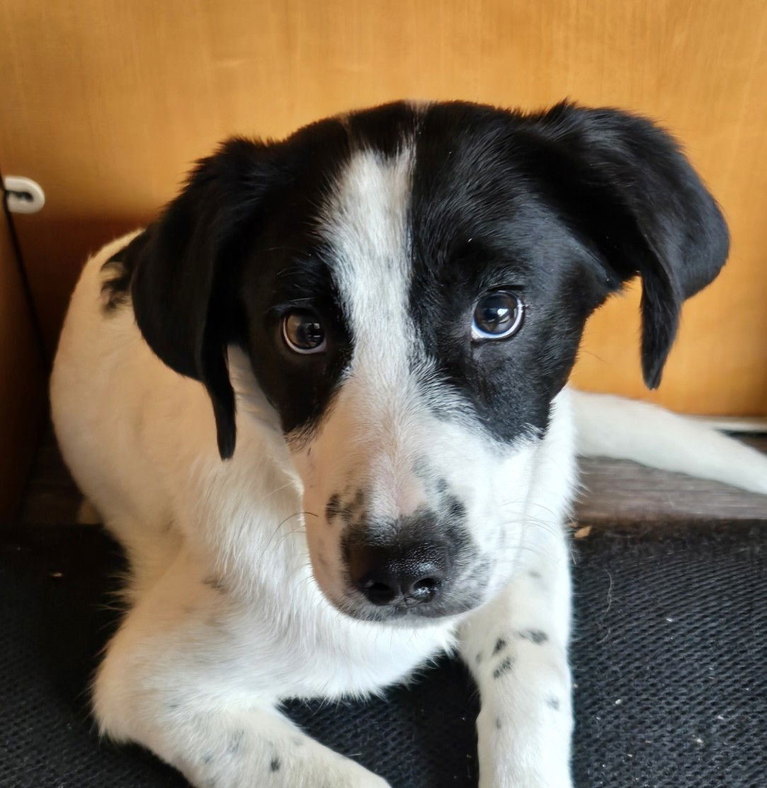 Benjamin Franklin Medium Terrier / Mixed (medium coat) Male