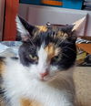 adoptable Cat in , IL named Ember