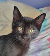 adoptable Cat in , IL named Coal