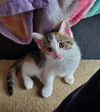 adoptable Cat in , IL named Blaze