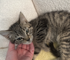 adoptable Cat in , IL named Bix