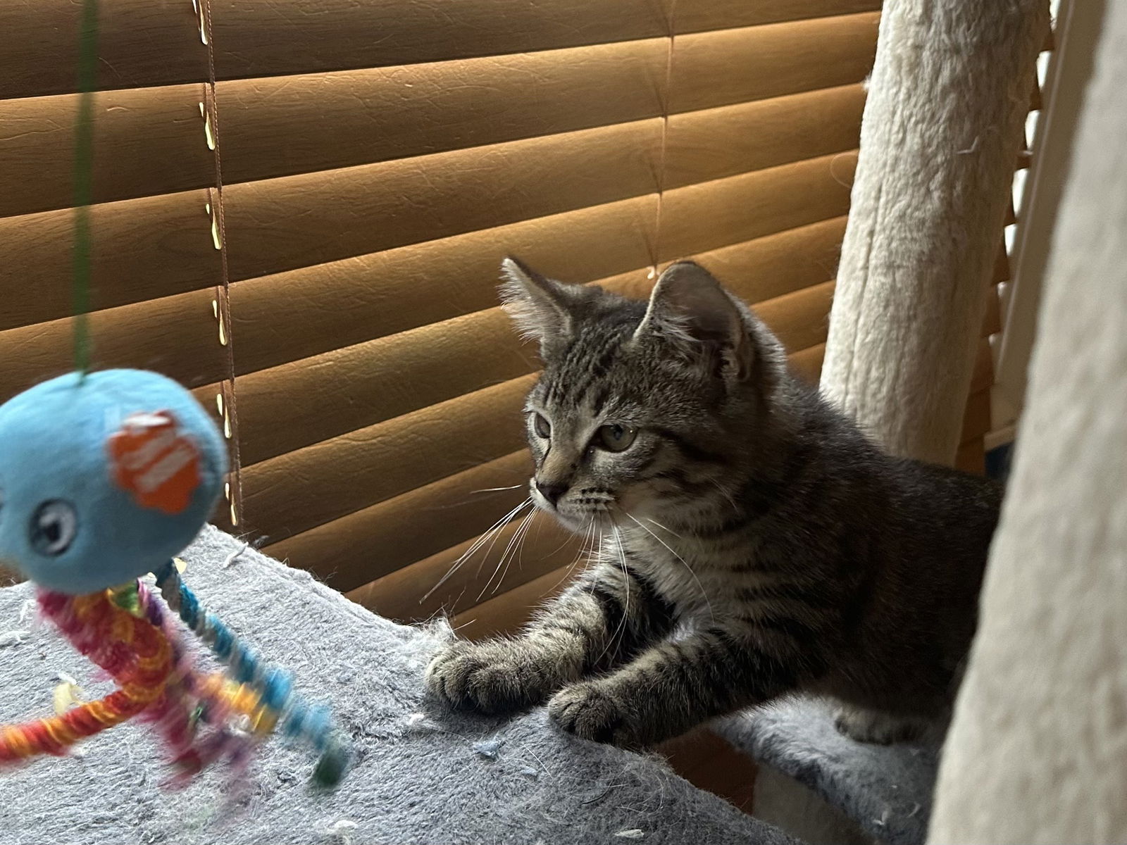 adoptable Cat in Wheaton, IL named Vel