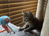 adoptable Cat in , IL named Vel