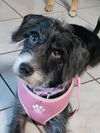 adoptable Dog in , IL named Cleopatra