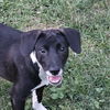 adoptable Dog in , IL named Jack