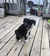 Jack