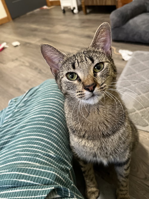 MAMA - Domestic Short Hair available for adoption