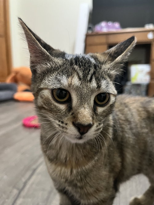 MAMA - Domestic Short Hair available for adoption