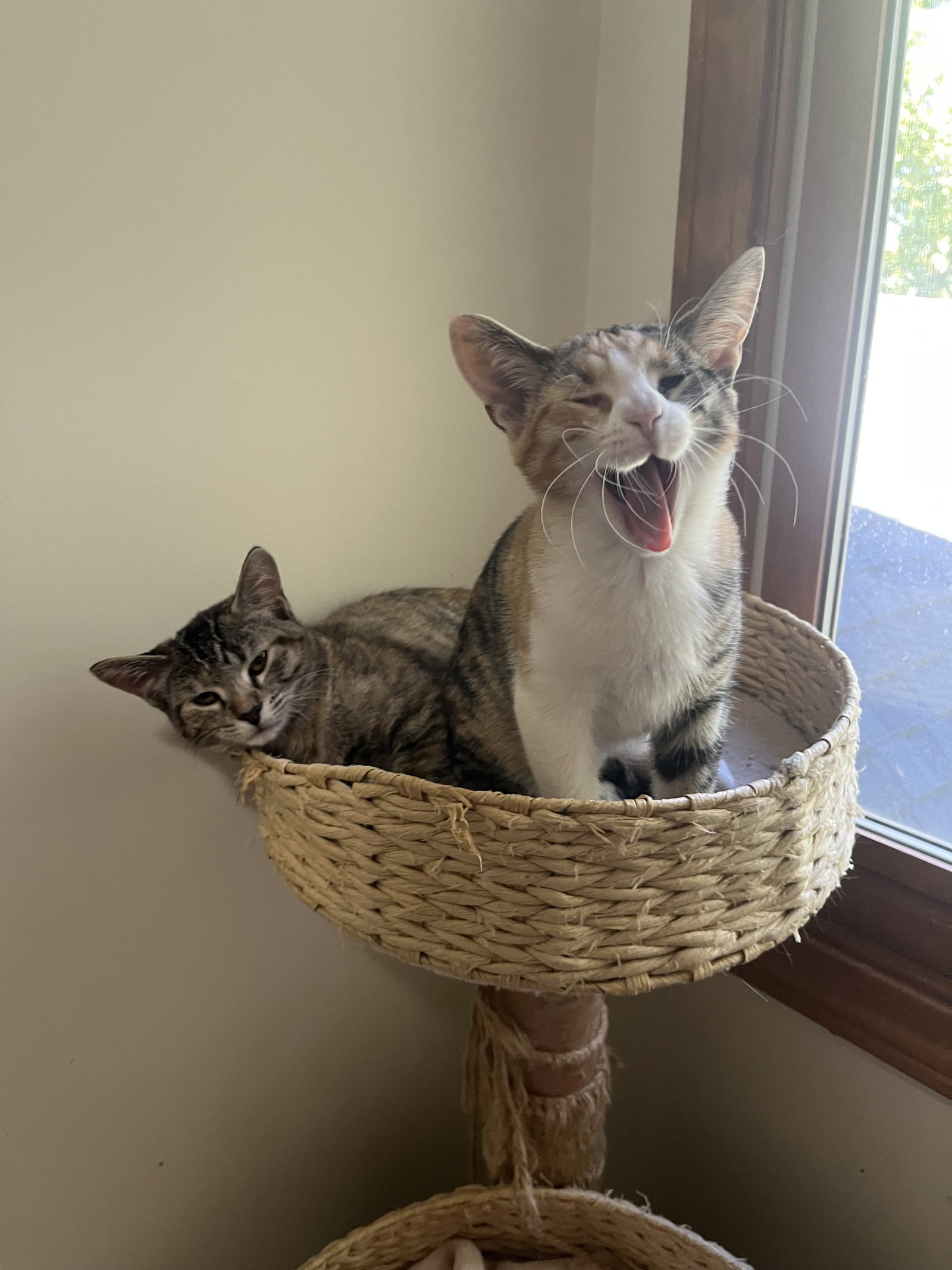 Pip & Squeak (bonded pair)  Domestic Short Hair (short coat) Female