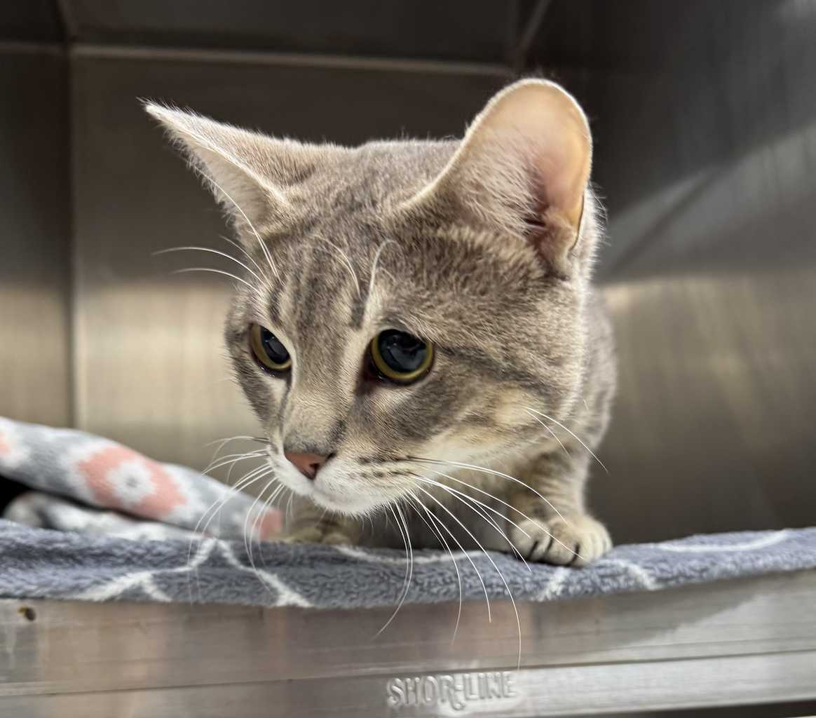 Platinum  Domestic Short Hair (short coat) Male