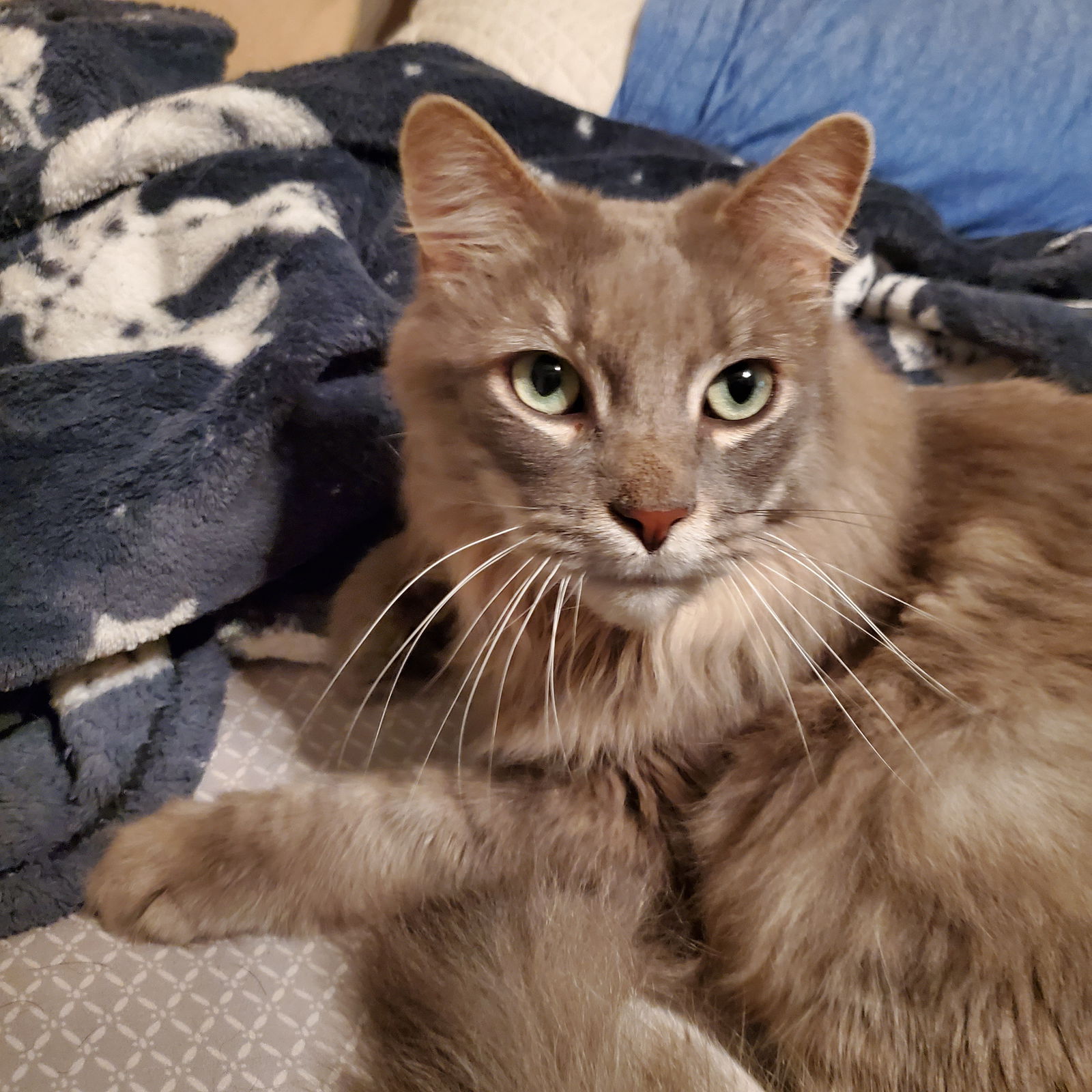 Atticus  Domestic Long Hair (medium coat) Male