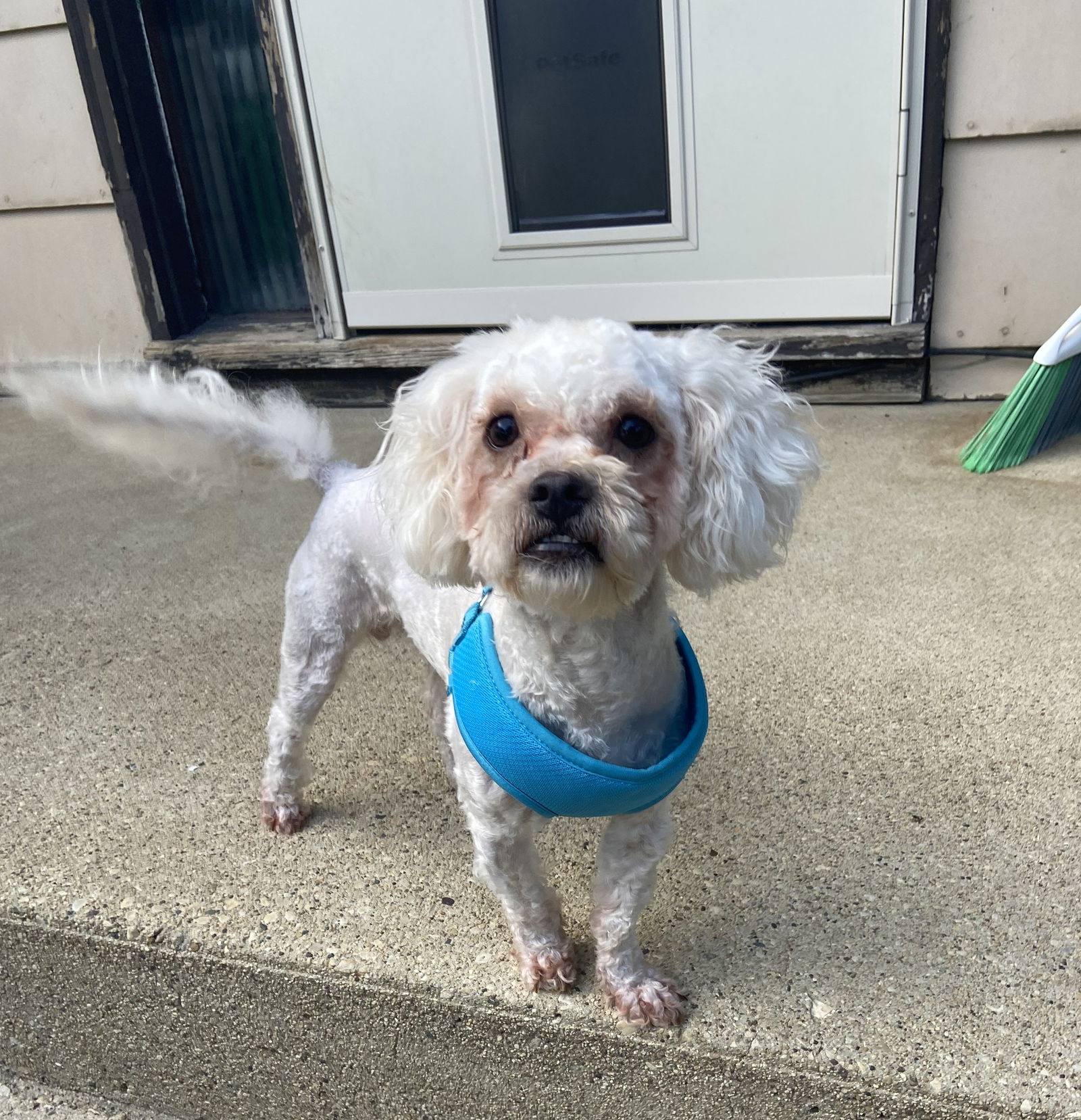 Benjamin Small Poodle (Miniature) (medium coat) Male