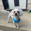 adoptable Dog in  named Benjamin