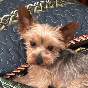 Spice Small Yorkshire Terrier Yorkie (medium coat) Female