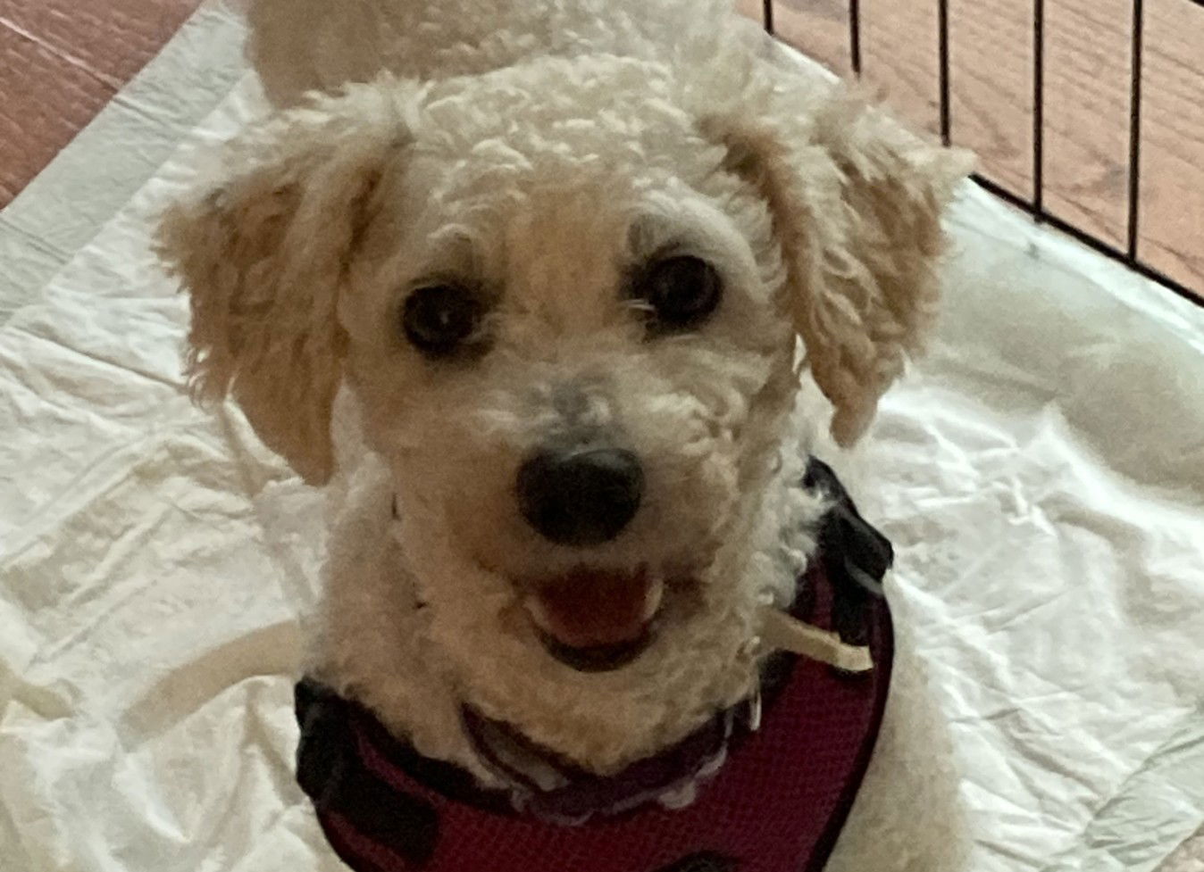 Daisy Small Bichon Frise (medium coat) Female
