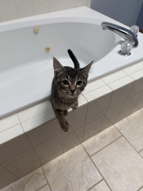 JACKSON - Domestic Short Hair available for adoption
