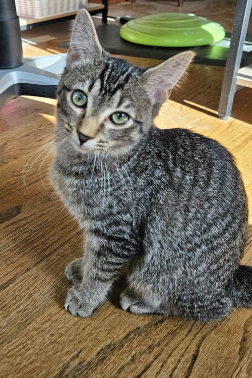 JACKSON - Domestic Short Hair available for adoption