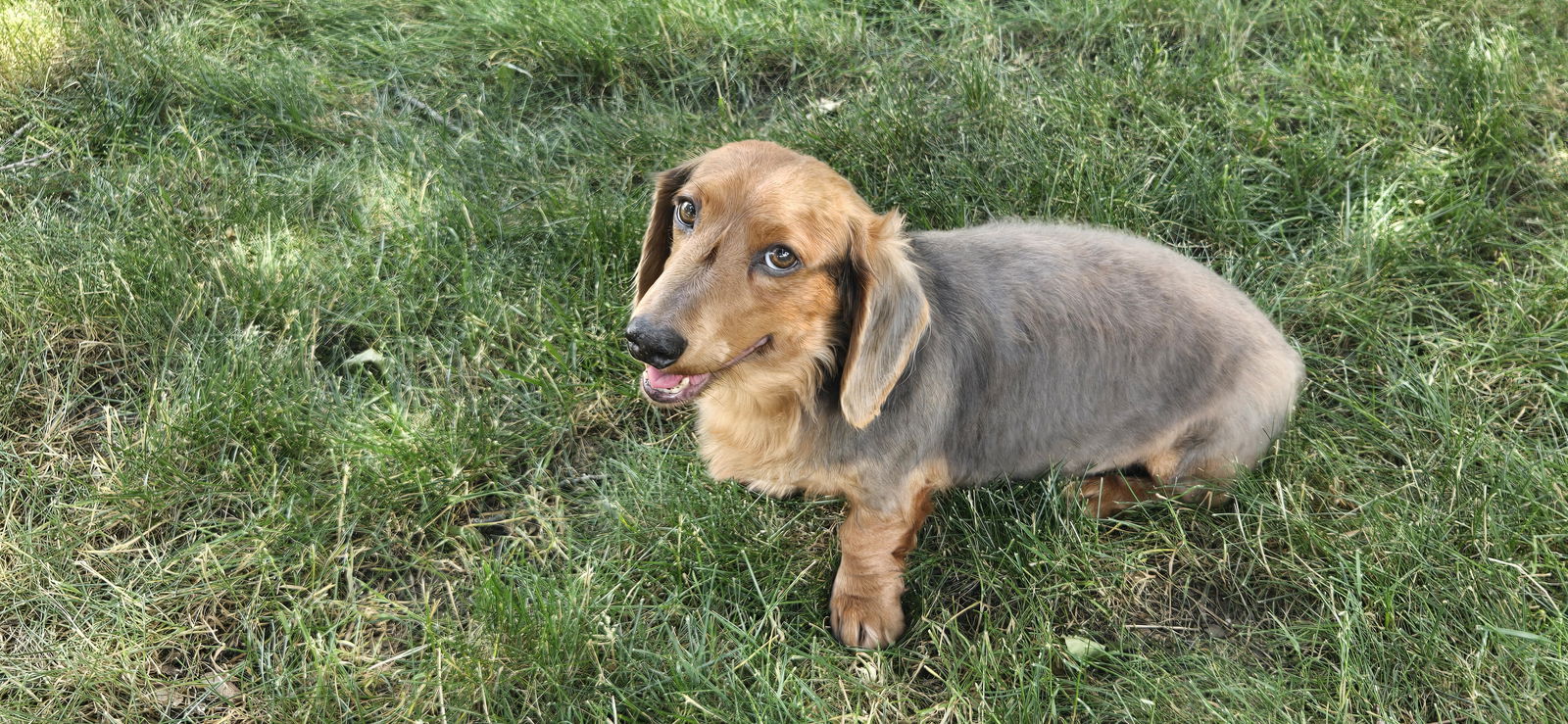 Howie Small Dachshund / Mixed (medium coat) Male