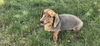 adoptable Dog in  named Howie