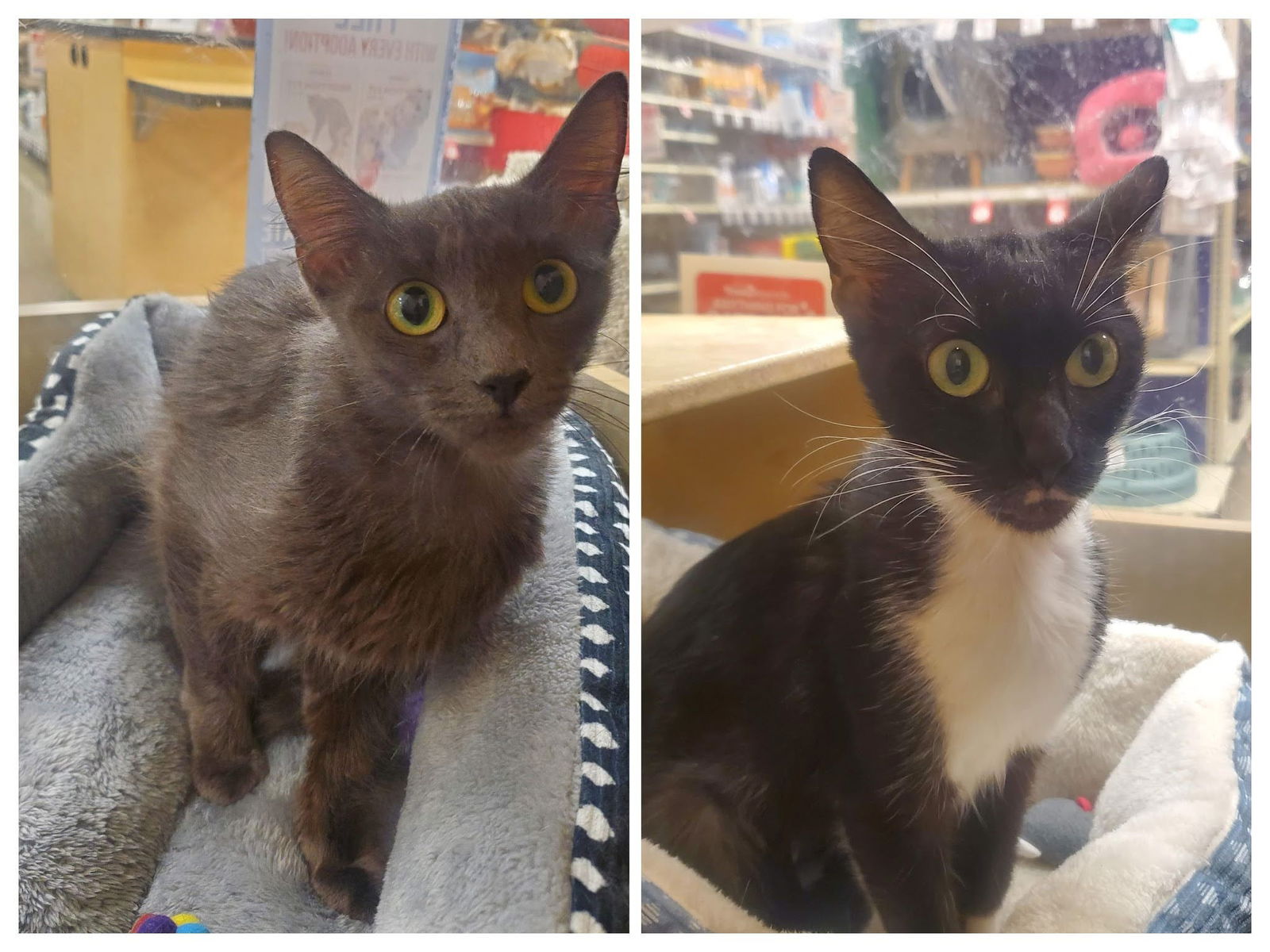 adoptable Cat in Oswego, IL named Murie and Scarlet (bonded pair)