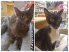 adoptable Cat in  named Murie and Scarlet (bonded pair)