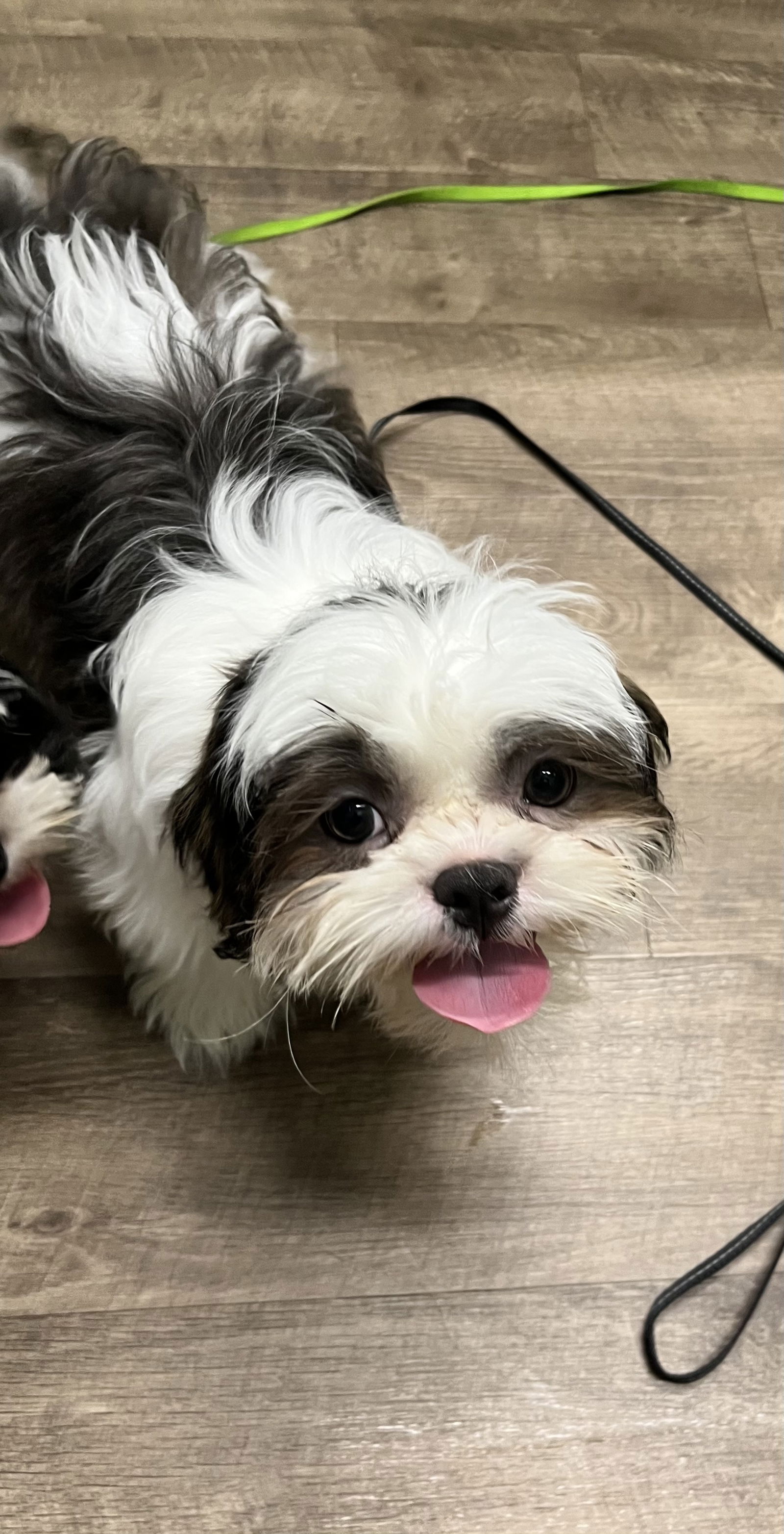 adoptable Dog in Wheaton, IL named Bruce