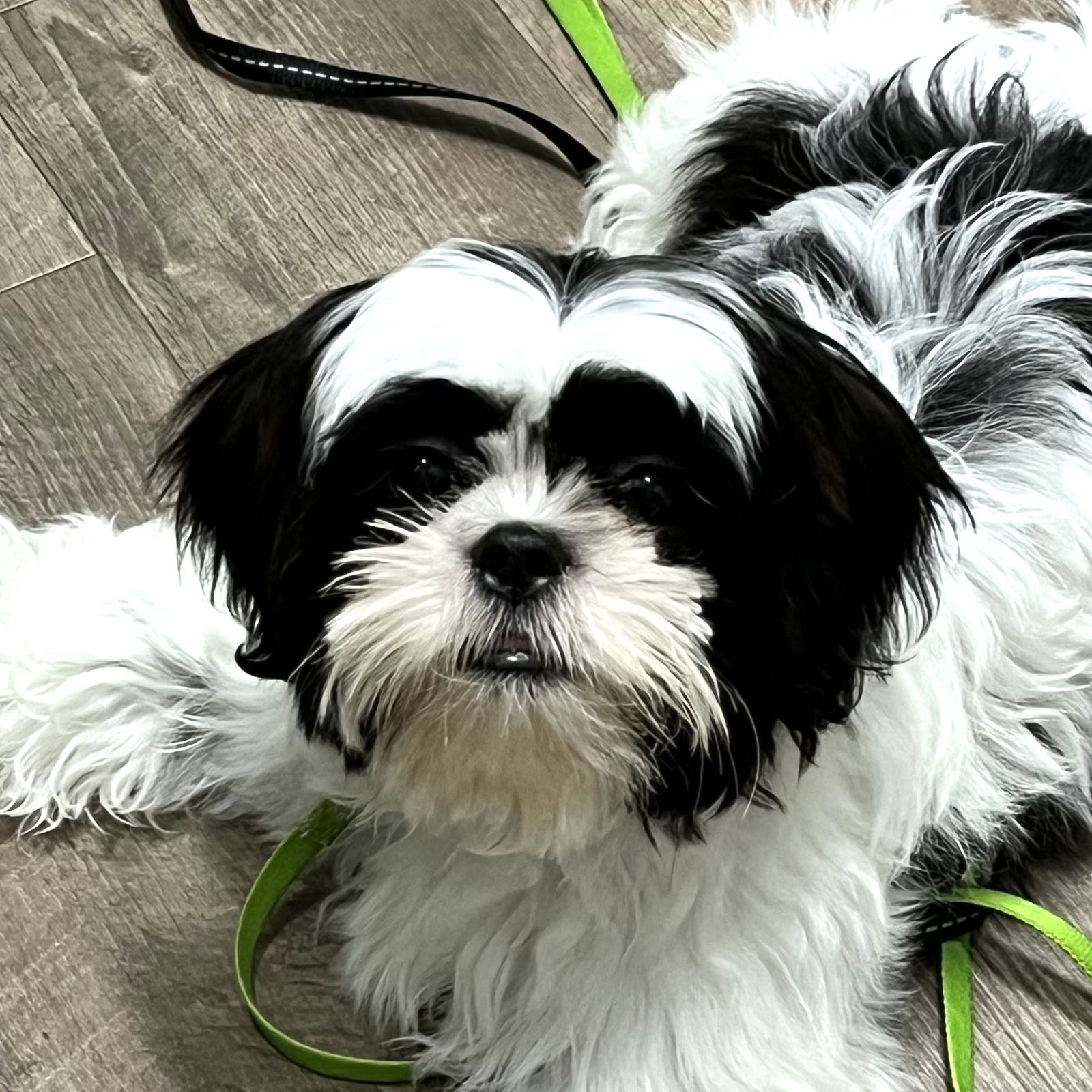 adoptable Dog in Wheaton, IL named Sandy