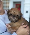 adoptable Dog in , IL named Tequila Sunrise